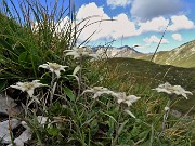 39 Leontopodium alpinum (Stelle alpine) su Cima Foppazzi versante nord con vista in Cima Menna